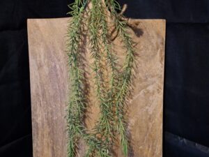 Decoratieve Houten Broodplank / Display met Standaard & Kunstplant (ca. 34 cm)