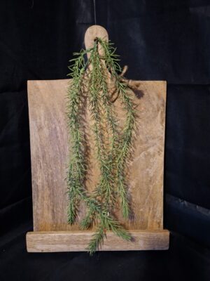 Decoratieve Houten Broodplank / Display met Standaard & Kunstplant (ca. 34 cm)